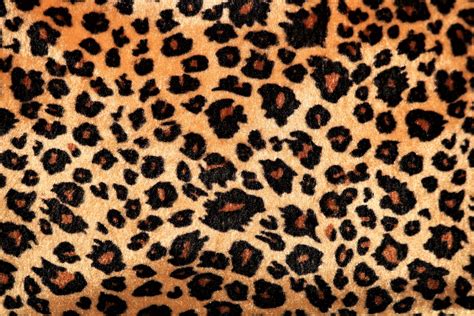 Leopard Print Background Free Stock Photo - Public Domain Pictures