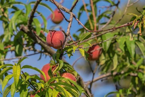 Peach Tree Diseases: How to Treat Them