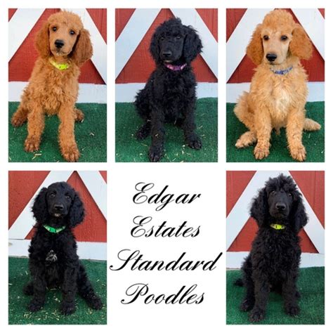 AKC Standard Poodles - Nex-Tech Classifieds