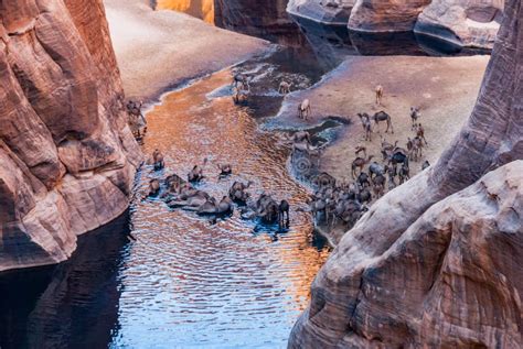 Guelta Darchei Aquhole, Perto De Camelos Oasis, Bebendo a água Ennedi Plateau Chad Africa. Foto ...