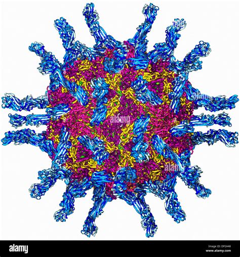 Poliovirus Structure