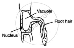 Top 122 + Root hair cell labelled diagram - Putovanjeokosveta.com
