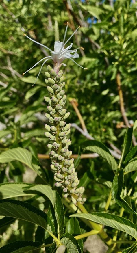 First flower from the California Buckeye (Aesculus californica) : r ...