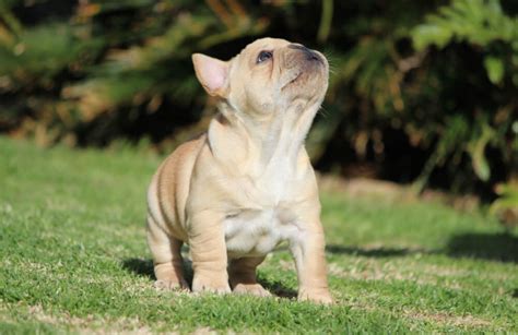 9 Adorable Cream French Bulldogs - FrenchieWiki