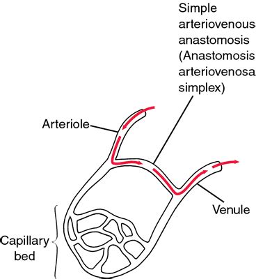 Arteriovenous anastomosis | definition of arteriovenous anastomosis by Medical dictionary