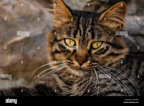 Amber eyes of cat hi-res stock photography and images - Alamy