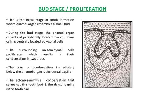 Stages Of Tooth Development - cloudshareinfo