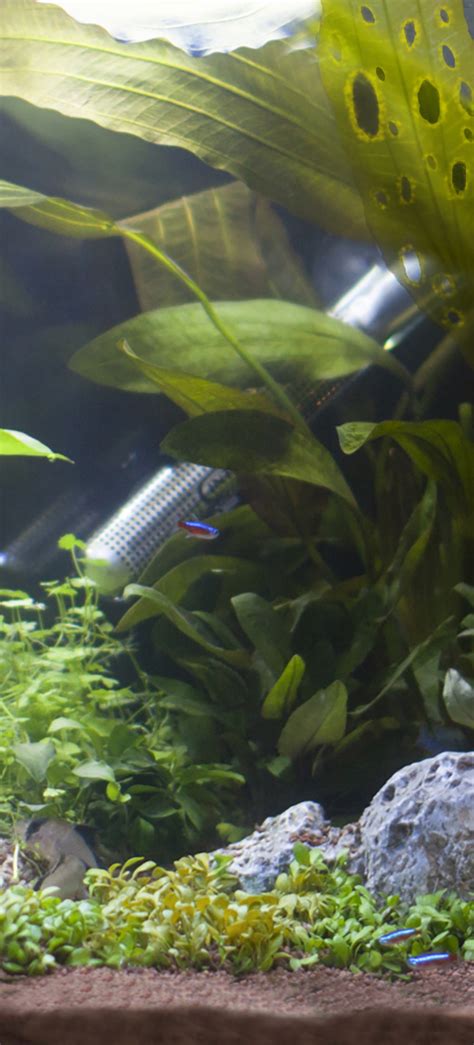 How to resolve plant problems in an aquarium - Pond Aquarium Problem Solver