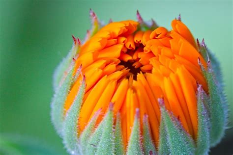 Calendula has been used medicinally for centuries to heal wounds, burns and rashes, internally ...