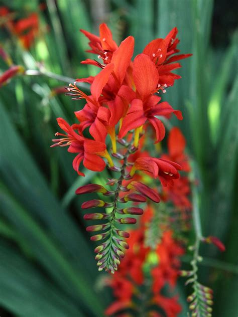 Crocosmia Planting Tips - When And How To Plant Crocosmia Bulbs