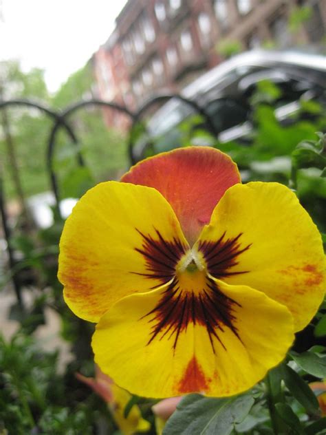 Yellow Pansy | Claire H. | Flickr