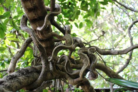 Tangled rainforest vines - Free Stock Photo by Ian L on Stockvault.net