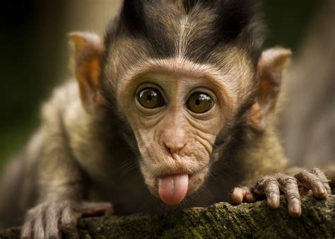 Cute Monkey Wallpaper - WallpaperSafari