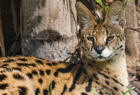 Serval | Big Cat Habitat