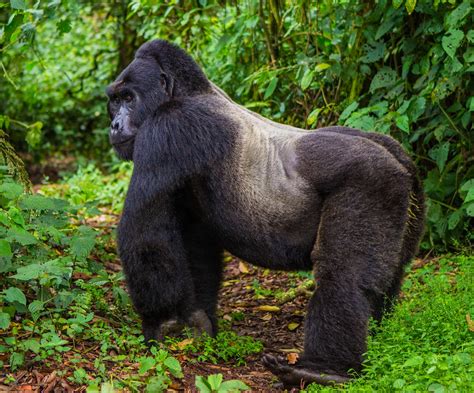 Endangered mountain gorilla populations are rising thanks to conservationists - Lonely Planet