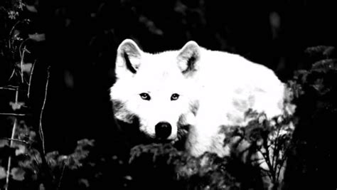 White Wolf of Newfoundland | Extinct Or Alive | Discovery