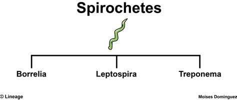 Borrelia burgdorferi - Microbiology - Medbullets Step 1