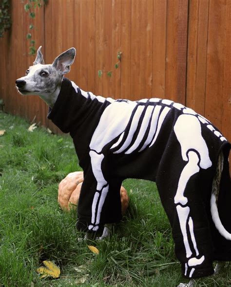 DIY Dog Skeleton Costume | Dog skeleton costume, Dog skeleton, Dog ...