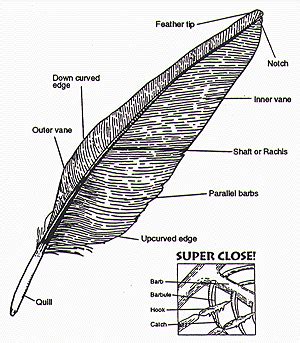 Bird Feathers Anatomy - Anatomical Charts & Posters