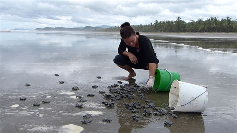 Costa Rica Turtle Conservation & Sanctuary Volunteer | Oyster Worldwide