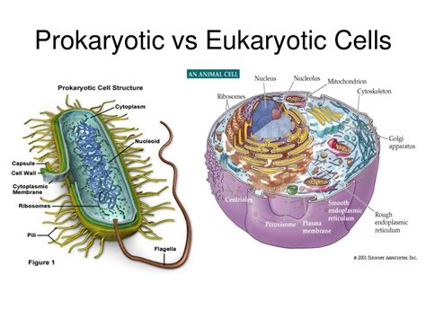 1. Cell Biology - THOMAS TALLIS SCIENCE