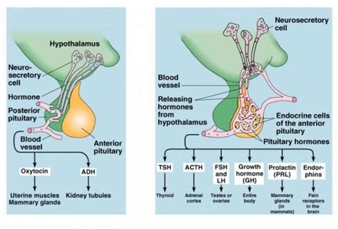 Anterior pituitary gland function, hormones, location and Effects of Growth Hormone | Science online