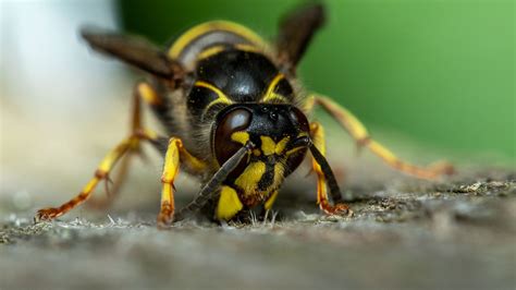 Apocrita - Wasps, Bees, and Ants - Insects.at