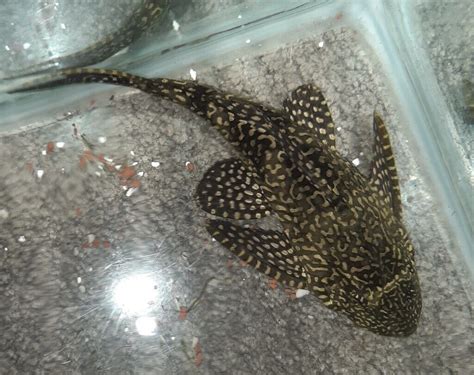 Common pleco | in Middleton, West Yorkshire | Gumtree