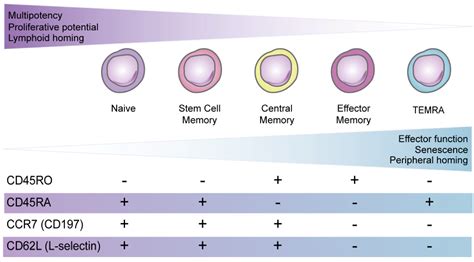 IJMS | Free Full-Text | CD8+ T Cell Phenotype and Function in Childhood and Adult-Onset ...