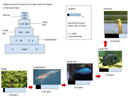 Biomagnification - Wikipedia