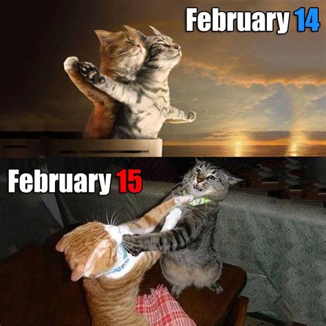 Pin by Tiffany Rose Princess on Valentines Day | Funny animal pictures, Funny cats, Animals