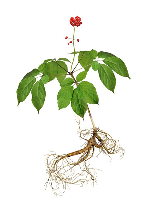 Can You Eat Ginseng: What Are The Edible Parts Of Ginseng Plants | Gardening Know How