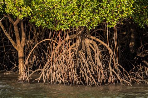 Mangrove Trees Foto & Bild | australia, flower, flowers Bilder auf fotocommunity