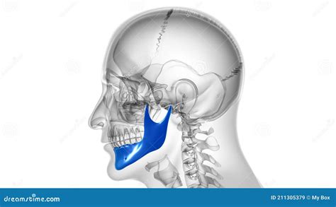 Human Skeleton Skull Mandible Bone Anatomy for Medical Concept Stock ...