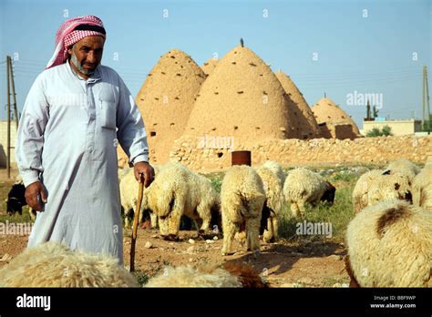 Sheep herder hi-res stock photography and images - Alamy