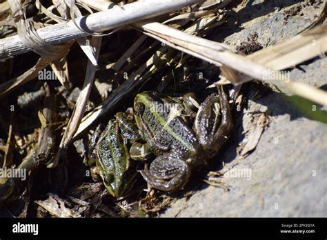 Natterjack toad at a swamp lake Stock Photo - Alamy