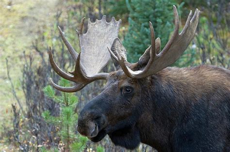 Shiras Bull Moose Photograph by Ken Archer - Fine Art America