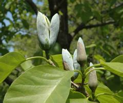 CUCUMBERTREE - MAGNOLIA ACUMINATA | The UFOR Nursery & Lab