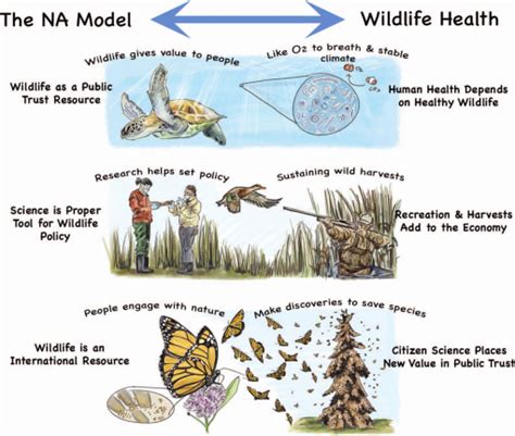 WILDLIFE HEALTH AND THE NORTH AMERICAN MODEL OF WILDLIFE CONSERVATION