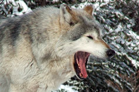 Great Plains Wolf-Yawn | Great Plains Wolf Minnesota Trail M… | Flickr