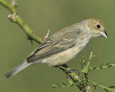 Indigo Bunting | Female indigo bunting, Painted bunting, Birds