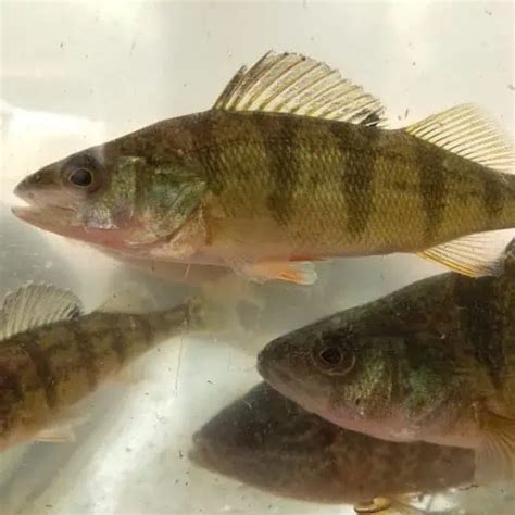 Guide to Yellow Perch (Perca flavescens) - Pond Informer