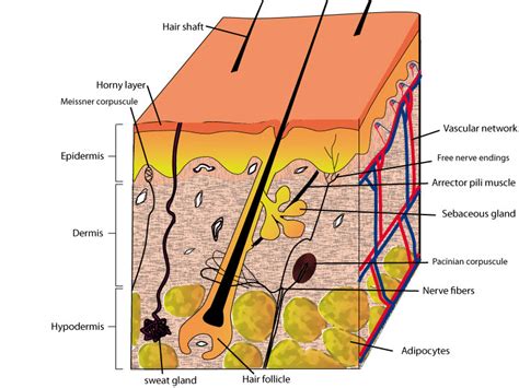 Normal human skin - [Biologie de la peau]