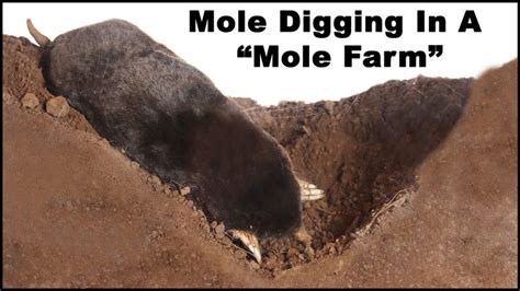 Watch a mole dig tunnels in the "Mole Farm". Live Trapping Moles - Mouse... | Mole, Mole tunnels ...