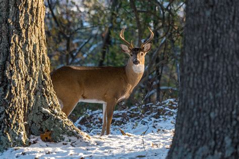 West Virginia winter wildlife viewing checklist – West Virginia ...