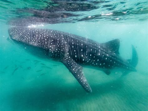 Whale Sharks in Mexico's Yucatan Peninsula- Top Mexico Real Estate