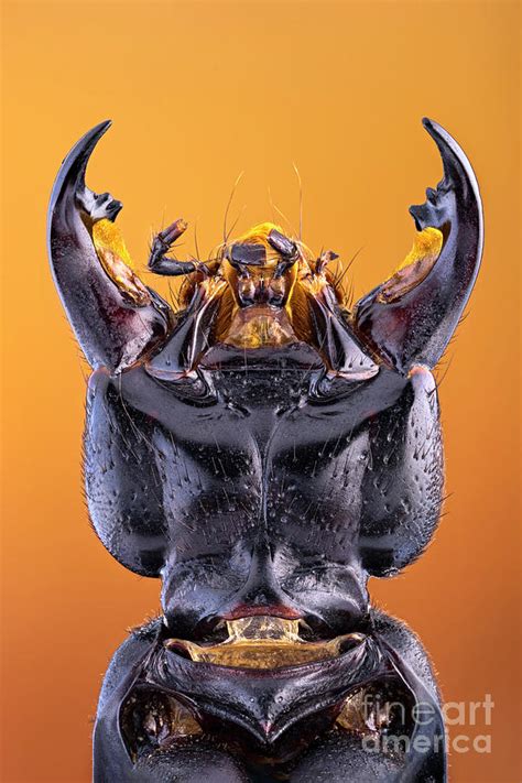 Devil's Coach Horse Beetle Photograph by Ozgur Kerem Bulur/science ...