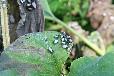 Organic Solutions to Control Squash Bugs - Home Garden Joy