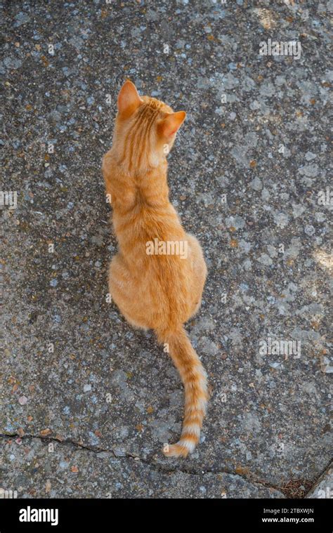 Orange tabby cat Stock Photo - Alamy