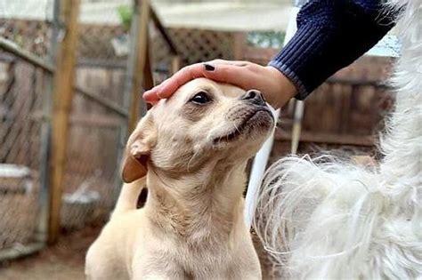 Mengapa Anda Tidak Boleh Memukul Anjing Anda? | Si Binatang